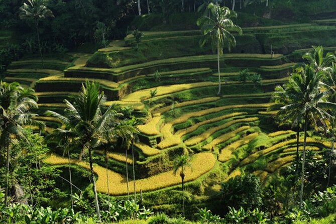 Full Day – Ubud Art Village and Mount Batur Kintamani with Lunch - Segara Windhu coffee plantation