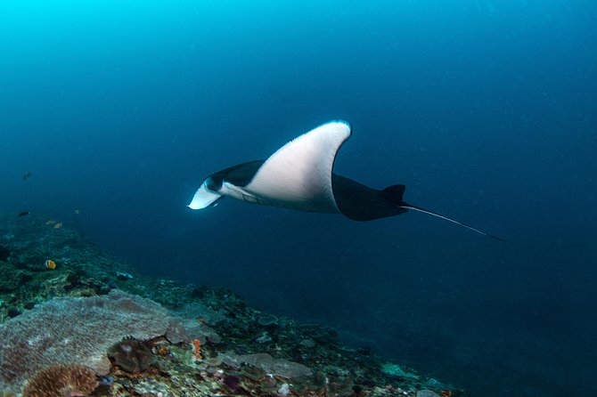 Fun Dive Nusa Penida Bali - For Certified Divers - Why Nusa Penida suits confident scuba divers