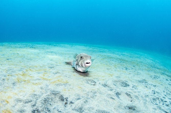 Fun Dive Nusa Penida Bali - For Certified Divers - Crystal Bay and the chance of Mola Mola