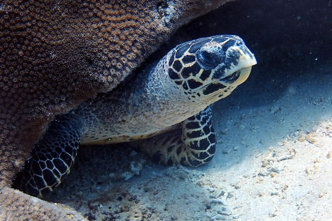 Fun Dive Nusa Penida Bali - For Certified Divers - SD, the northern drift route