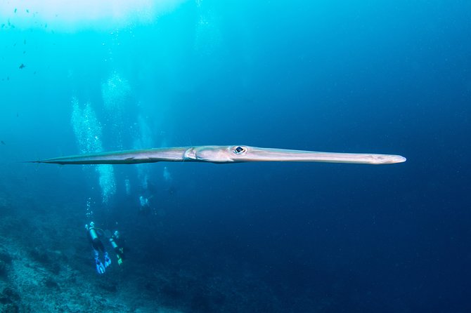 Fun Dive Nusa Penida Bali - For Certified Divers - What the three-descents schedule feels like