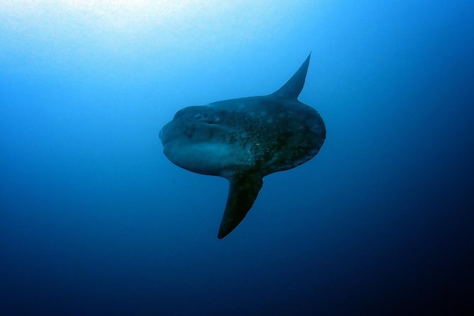 Fun Dive Nusa Penida Bali - For Certified Divers - The guide team and safety culture