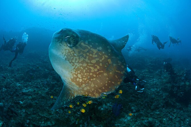 Fun Dive Nusa Penida Bali - For Certified Divers - The 6:30 a.m. start from Sanur