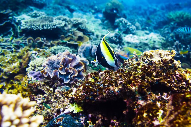 Gili Air : Private Snorkeling with 4 spots - Why an Early Start Matters Around the Gili Islands