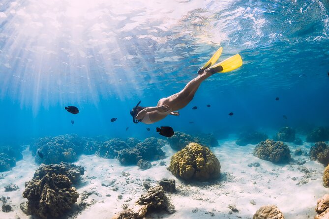 Gili Air : Private Snorkeling with 4 spots - Turtle Point: The Main Wildlife Draw
