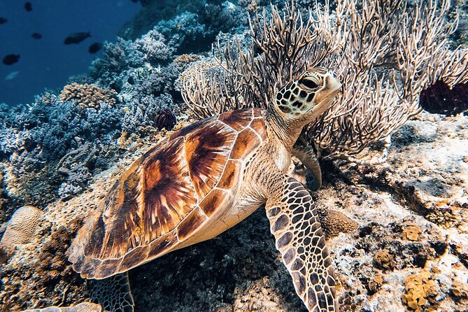 Gili Air: Snorkeling 3 Gili Islands with GoPro Camera - About an hour on Gili Meno