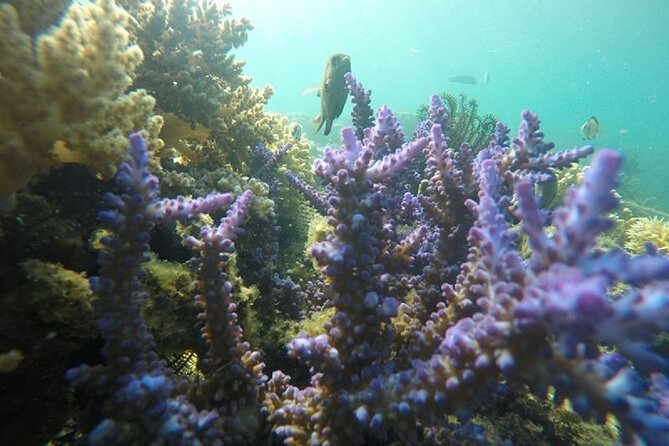 Gili Nanggu,Gili Kedis & Gili Sudak Hopping island & Snorkeling Tour - Is $79.49 a fair price?