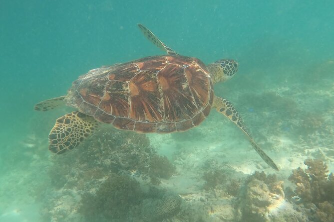 Gili Trawangan & Gili Air Snorkeling Tour Turtles & Statue - Who should book this tour?