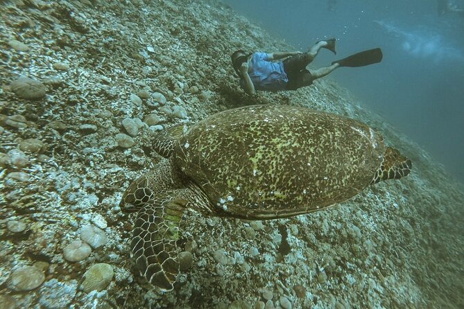 Gili Trawangan,Gili Meno& Gili Air Island:Snorkeling Day Trip Depart from Lombok - Practical advice for a smoother day