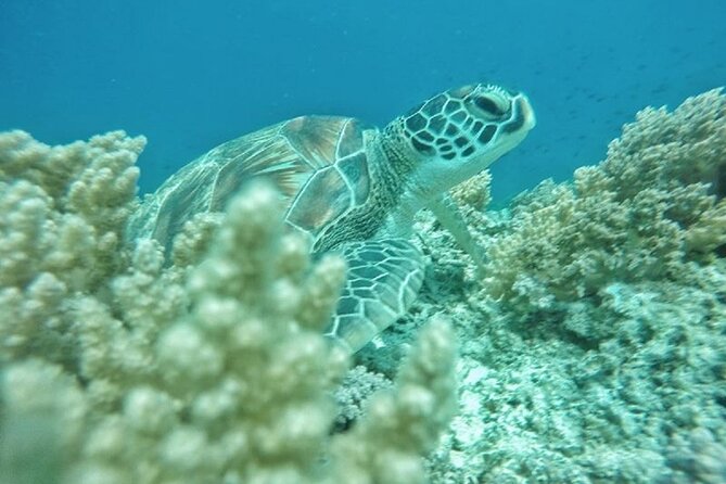 Gili Trawangan,Gili Meno& Gili Air Island:Snorkeling Day Trip Depart from Lombok - The early start from Lombok