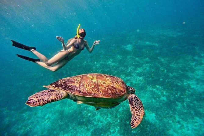 Gili Trawangan : Private Snorkeling with 3 spots or 4 spots - Blue coral and the first look below the surface