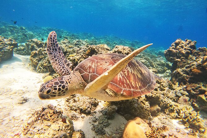 Group Snorkeling Tour Gili Islands Including GoPro Documentation - What the three snorkeling stops are like