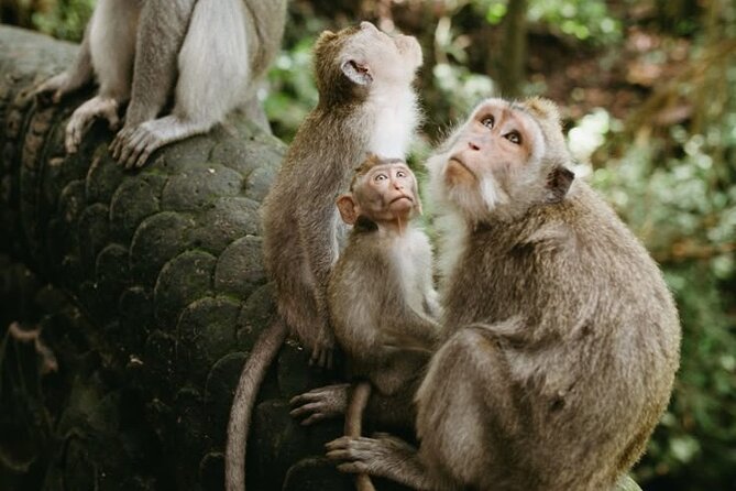 Half Day Private Tour in Ubud - Why this private route works for a first Ubud visit
