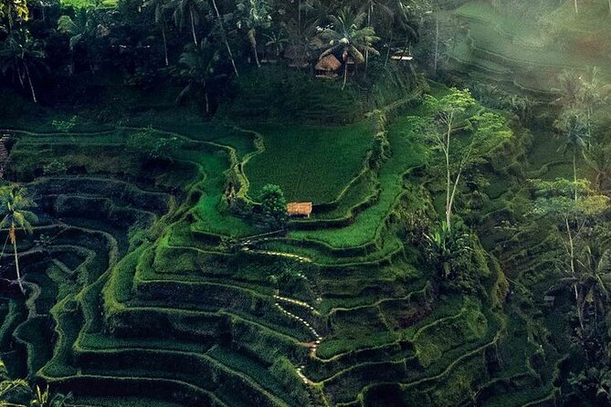 Half Day Private Tour in Ubud - Sacred Monkey Forest: temples, trees, and macaque manners