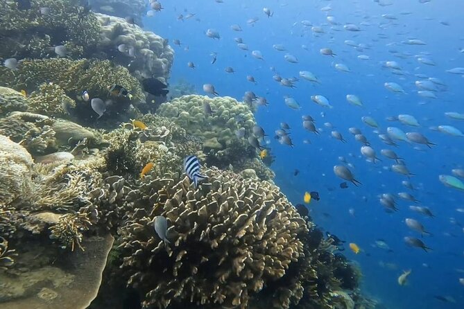 Island Hoping 5 Gili : Gili Gede, Asahan, Rengit, Layar & Goleng - Gili Rengit: a quieter reef stop