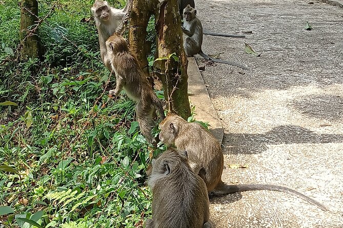 Jakarta Bogor Botanical Garden, Waterfall and Rice terrace, Lunch - Why the guide and driver matter