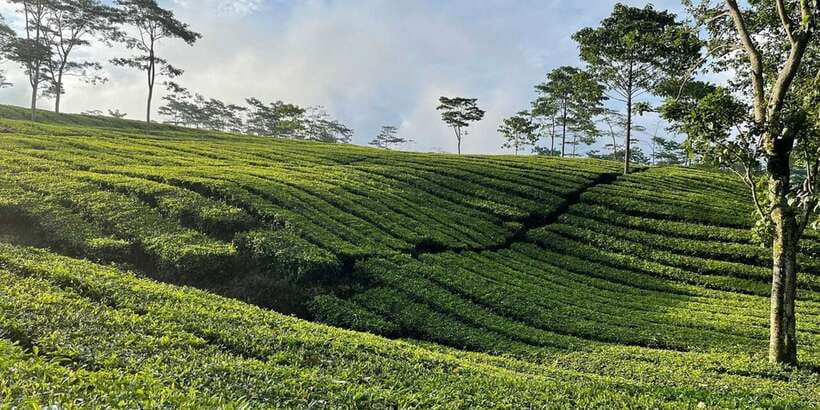 Jakarta: Volcano, Tea/Rice Fields, Hot Spring, Local Food - Lunch in the Lembang area