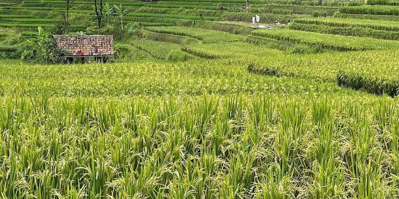 Jakarta: Volcano, Tea/Rice Fields, Hot Spring, Local Food - Sari Ater Hot Springs after a long day