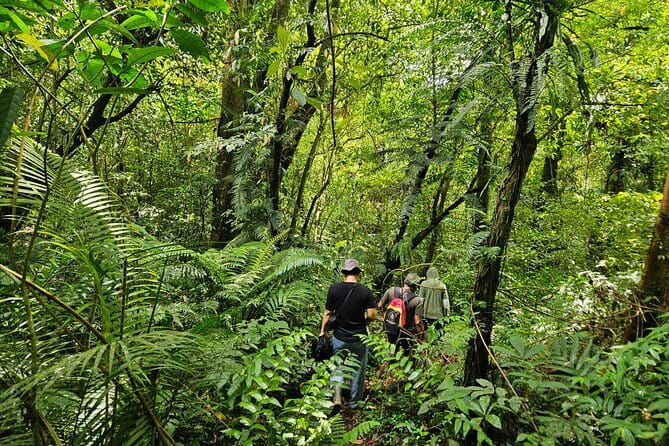 Jungle Trekking at Mt. Batukaru, scenic Waterfall & village life - Luhur Batukaru Temple before the jungle trail