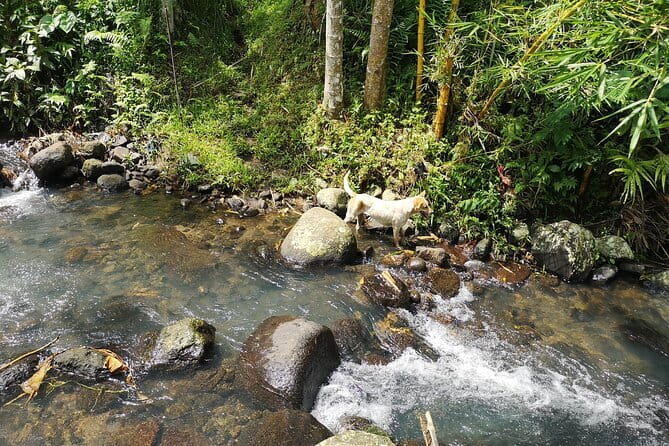 Jungle Trekking at Mt. Batukaru, scenic Waterfall & village life - A short massage and a chance to shower