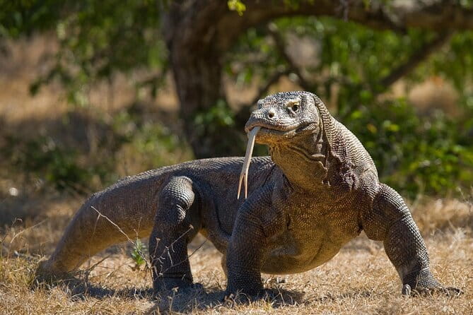 Komodo Island Adventure from Bali (Day Trip) - The early run from Bali to Labuan Bajo