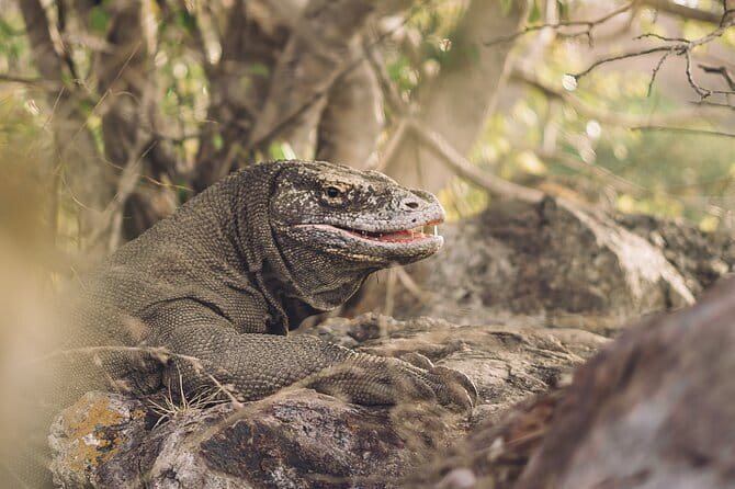 Komodo Islands with Speedboat in Labuhan Bajo - Siaba Besar: the calmer final water stop