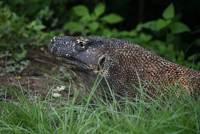Komodo Private Boat tour 3Days 2 Night - What $850 Per Person Buys You