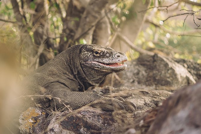 Komodo Private Boat tour 3Days 2 Night - The Standard Boat Question You Should Ask Directly