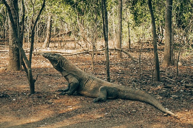 Komodo Private Boat tour 3Days 2 Night - Should You Book It?