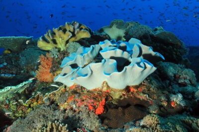 Lembongan Snorkeling at Manta Bay, Crystal Bay and Mangrove