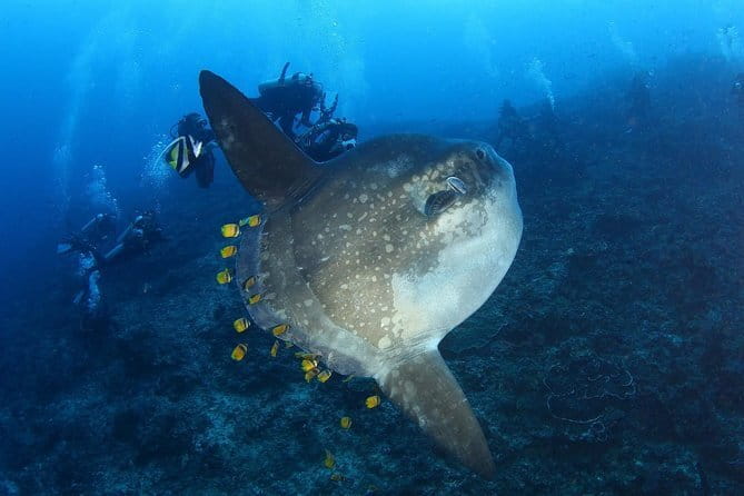 Lembongan Snorkeling at Manta Bay, Crystal Bay and Mangrove - What is included for $23.53