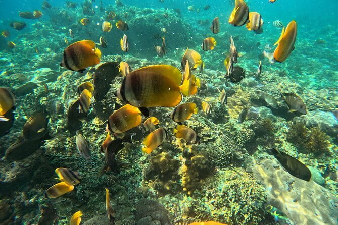 Lembongan Snorkeling at Manta Bay, Crystal Bay and Mangrove - What the ratings tell you