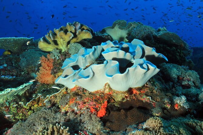 Lembongan Snorkeling at Manta Bay, Crystal Bay and Mangrove - Mangrove Point slows the pace
