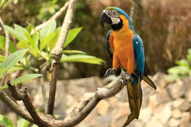 Lombok Wildlife Park Ticket - Seeing Indonesian animals in a rainforest-style setting