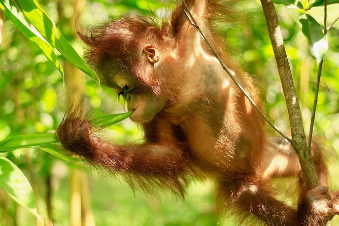Lombok Wildlife Park Ticket - Meeting the orangutans and choosing your photos
