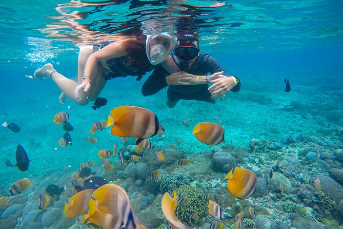 Lovina Dolphin Watching, Swimming, and Snorkeling Experience - Swimming alongside the boat