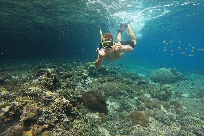 Lovina Dolphin Watching, Swimming, and Snorkeling Experience - Snorkeling among coral and fish