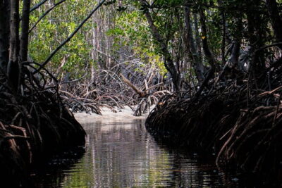 Mangrove Reforestation and Exploration around the Nusa Islands