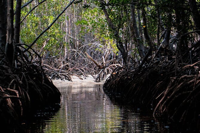 Mangrove Reforestation and Exploration around the Nusa Islands - Preparing seedlings before planting
