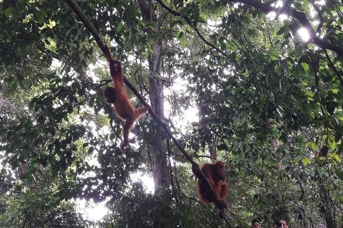 Medan - Bukit Lawang Fullday Tour - Searching the canopy for orangutans