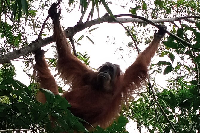 Medan - Bukit Lawang Fullday Tour - Two short plantation stops on the return route