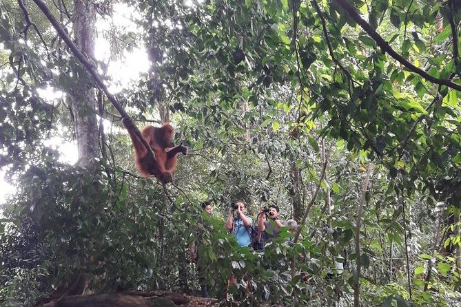 Medan - Bukit Lawang Fullday Tour - Who should book this tour