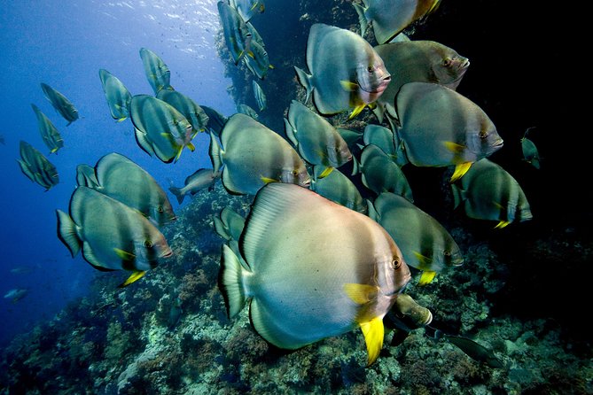 Menjangan island for Certified Scuba Divers full day boat trip, 2 dives + lunch - Lunch and the second session