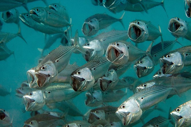 Menjangan island for Certified Scuba Divers full day boat trip, 2 dives + lunch - Meeting in Pemuteran at 8:30 in the morning