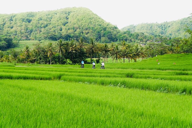 Menoreh Village Cycling - Cycling beside rice fields and rivers