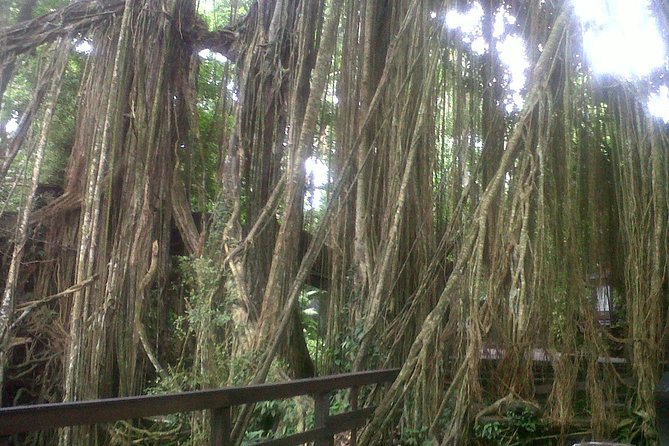 Monkey Forest, Ubud, Waterfall and Rice Terrace - Pickup from Ubud, Sanur, Kuta, and nearby areas