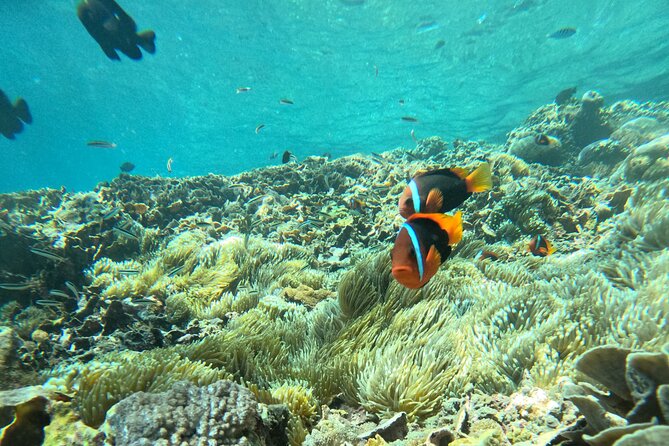 No:#1. Penida Island Tour And Snorkeling With Manta - Group size and the feel of the day