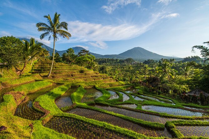 Northern Bali Tour - Private Full Day Tour - All Inclusive - What this private northern Bali day is really like