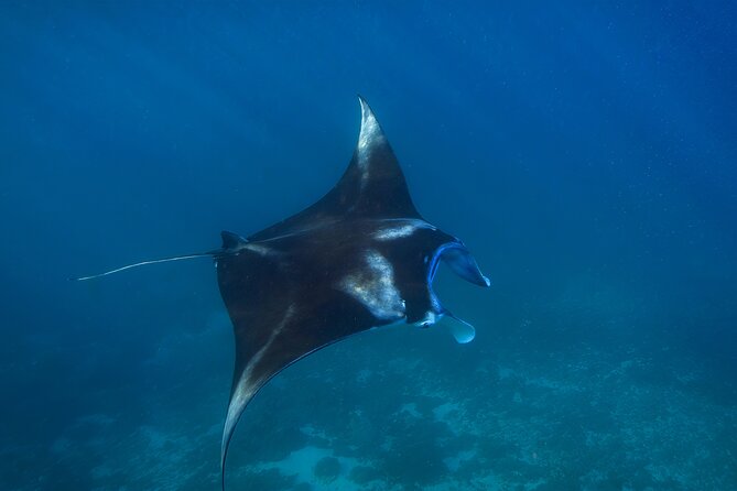Nusa Penida day trip: boat, 4 snorkeling, Manta rays & Land tour - What $78 includes, and where the extra cost appears