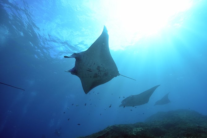 Nusa Penida Day Trip for 3 dives - Key points before you book